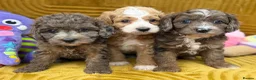 Cavapoo dogs for sale: Stunning F1B Cavapoos FULLY DNA health tested - Advert 8