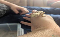 Gecko reptiles for sale: 3 gekos  - Image 2