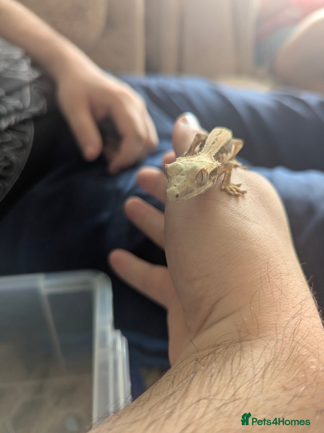 Gecko reptiles for sale: 3 gekos  - Image 2