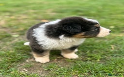 Australian Shepherd dogs for sale: 5 KC registered Australian Shepard puppies - Image 20