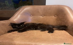 Maine Coon cats for sale: Beautiful Pure Breed Female Maine Coon Kitten - Image 3