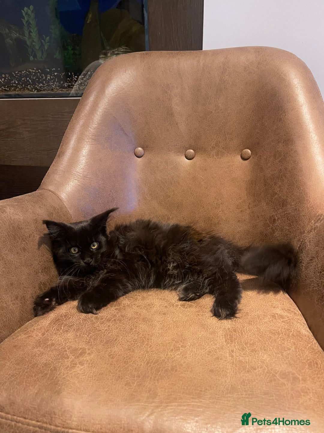 Maine Coon cats for sale: Beautiful Pure Breed Female Maine Coon Kitten - Image 3