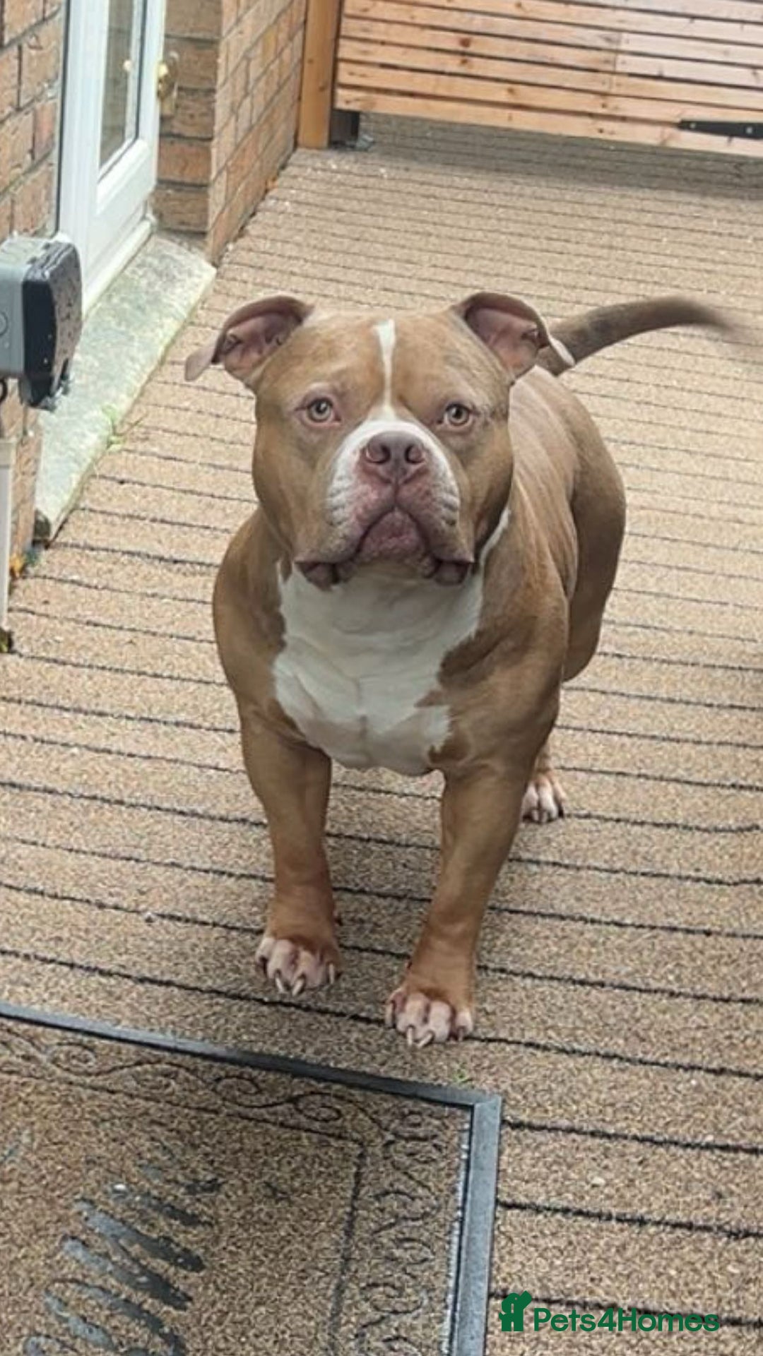 American Bully dogs for sale: AMERICAN POCKET BULLYS - Image 18