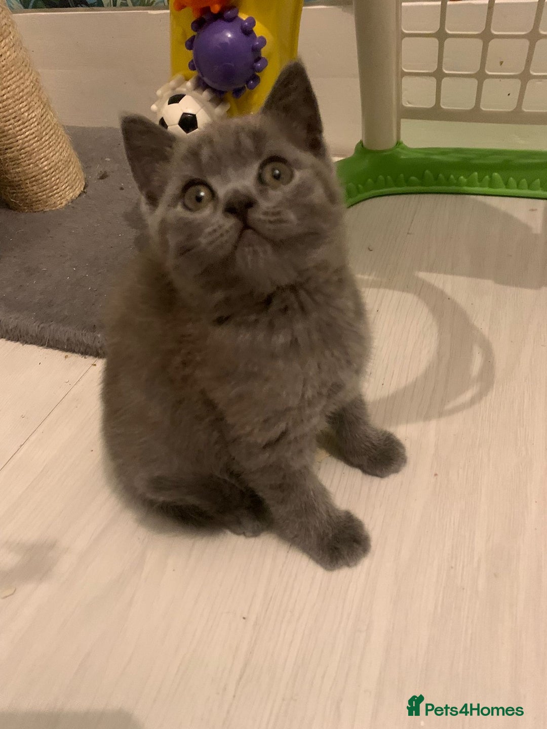 British Shorthair cats for sale: ONLY ONE FEMALE BRITISH SHORTHAIR LEFT - Image 2