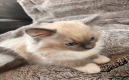 Ragdoll cats for sale: 1 female and 1 male ragdoll kittens for sale - Image 8