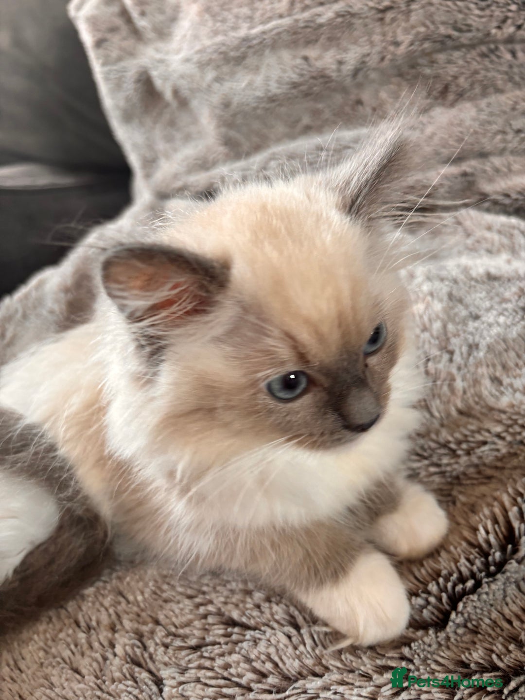 Ragdoll cats for sale: 1 female and 1 male ragdoll kittens for sale - Image 8