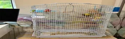Budgerigars birds for sale: Large white bird cage - Advert 4