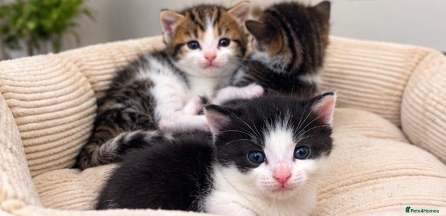 Mixed Breed cats AVAILABLE NOW: Maine Coon Mix Kittens - Advert 2