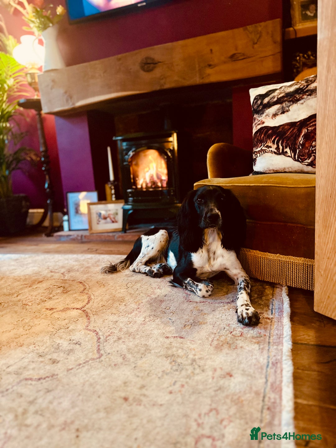 English Springer Spaniel dogs for sale: KC English Springer Spaniels  - Advert 27