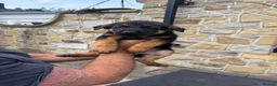 German Shepherd dogs for sale: German Shepherd puppies for sale - Advert 9