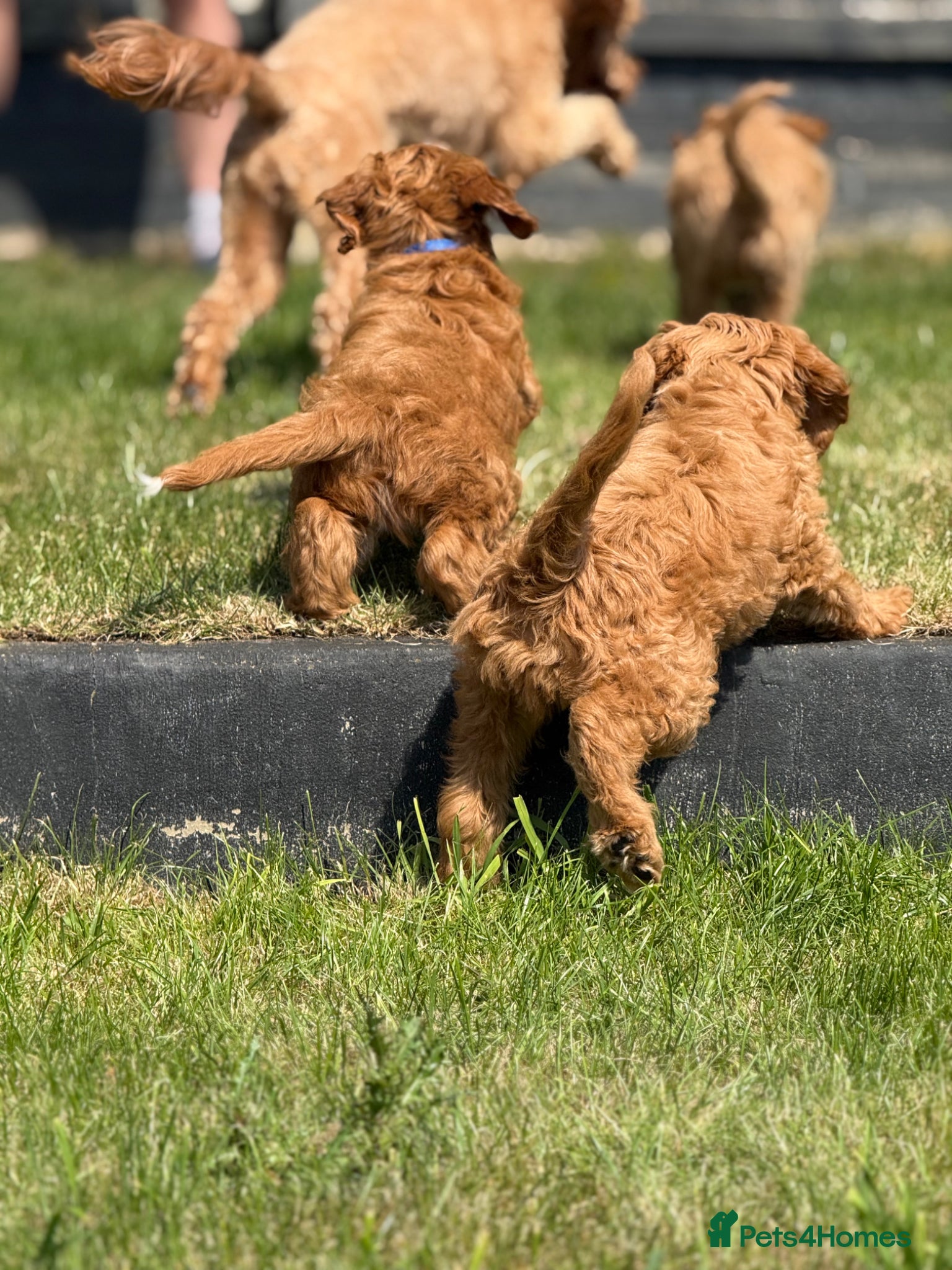 Australian Labradoodle dogs Doodle Bonkers - Advert 2