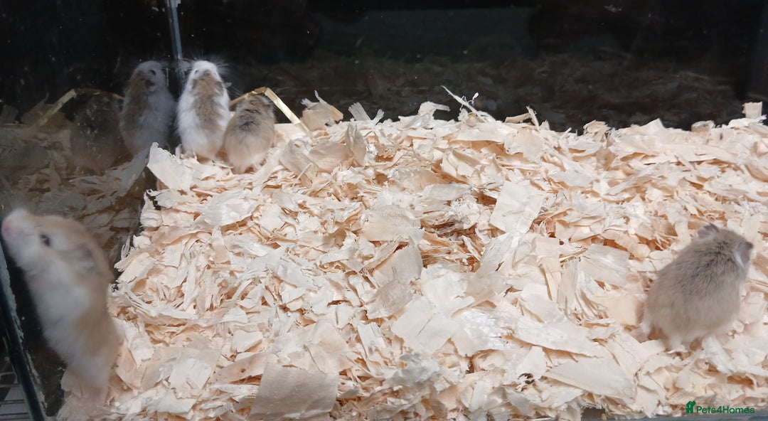 Hamster rodents for sale: Roborovski Hamsters Females   - Image 10