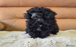 Toy Poodle dogs for sale: Stunning tiny Black girl Toy Poodle - Image 7