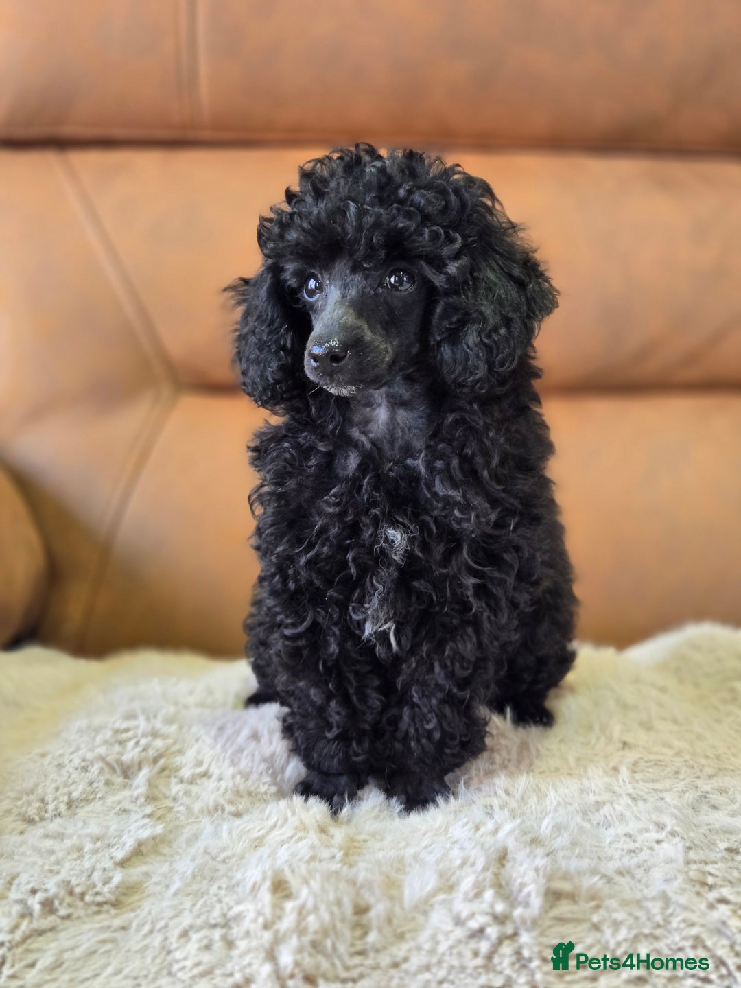 Toy Poodle dogs for sale: Stunning tiny Black girl Toy Poodle - Image 7