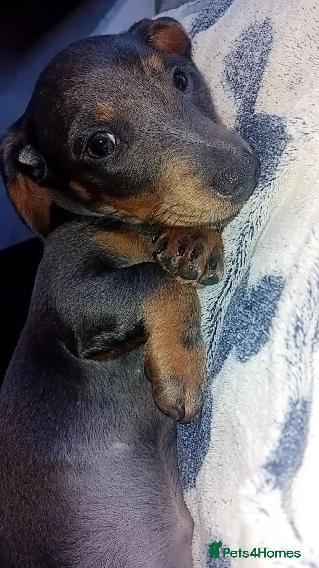 Dachshund dogs for sale: Miniature dachshund  in Blaydon-on-Tyne - Advert 4