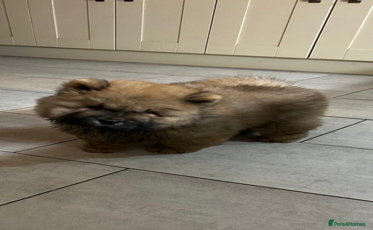 Chow Chow dogs - Advert 4