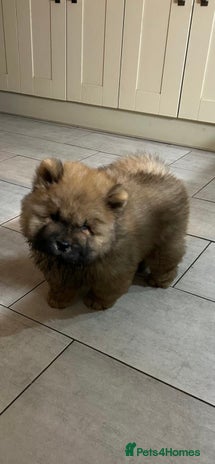 Chow Chow dogs - Advert 4