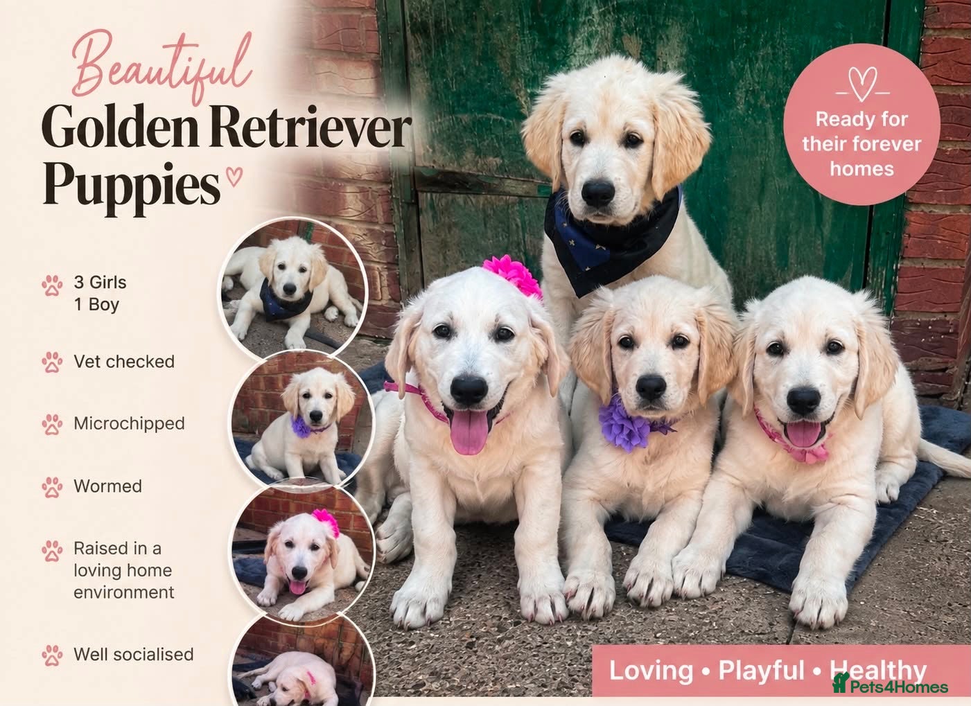 Golden Retriever dogs ❤️❤️❤️ Beautiful KC Golden Retriever puppies❤️❤️❤️ - Advert 9