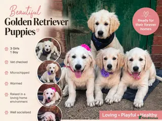 Golden Retriever dogs ❤️❤️❤️ Beautiful KC Golden Retriever puppies❤️❤️❤️ - Advert 9