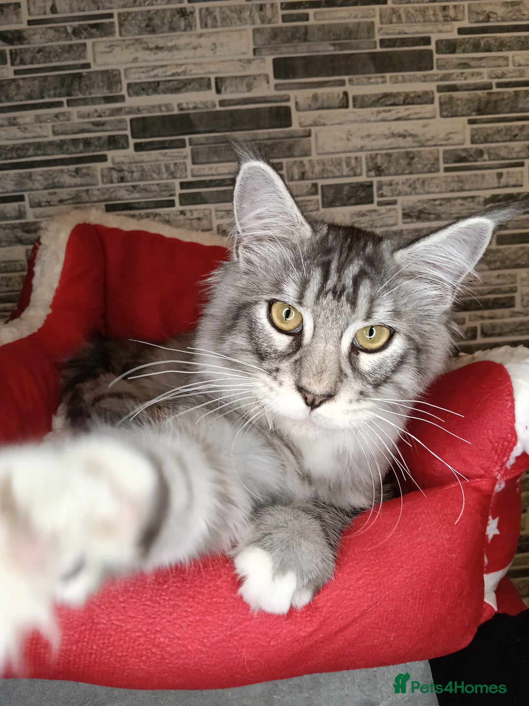 Maine Coon cats for sale: 'PuuureLove' Maine Coon kittens  - Advert 11