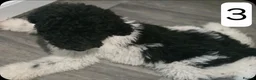 Standard Poodle dogs for sale: Stunning kc registered standard poodle puppies  - Advert 10