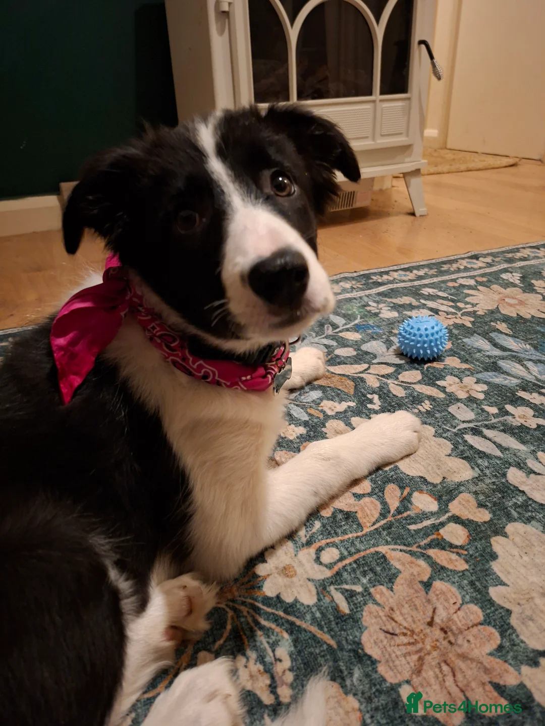 Border Collie dogs for sale: Poppy - Advert 4
