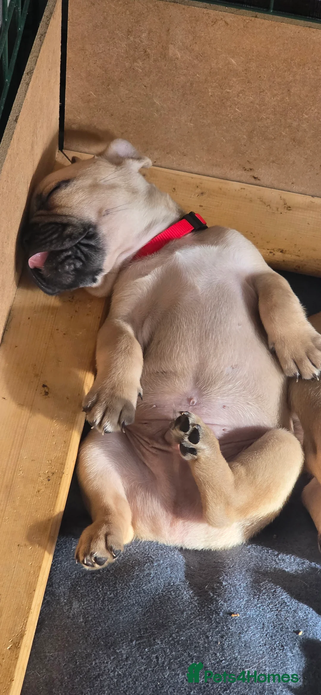 French Bulldog dogs for sale: French bulldog puppies. - Advert 2