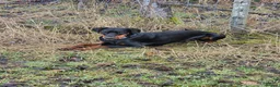 Dobermann dogs for sale: Doberman - Advert 3