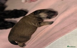 Mixed Breed dogs for sale: Three cute Malshipoo puppies - Image 4
