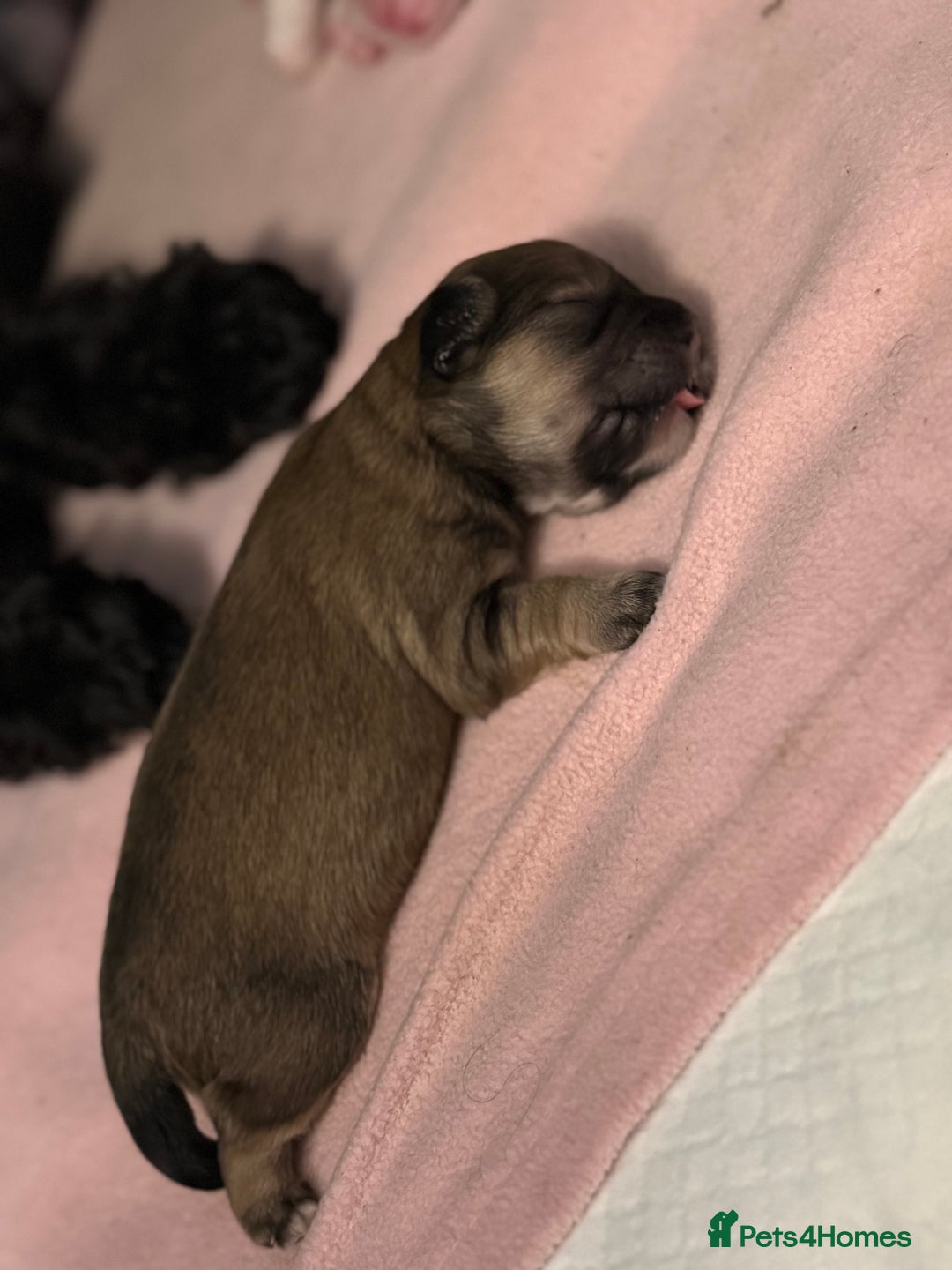 Mixed Breed dogs for sale: Three cute Malshipoo puppies - Image 4