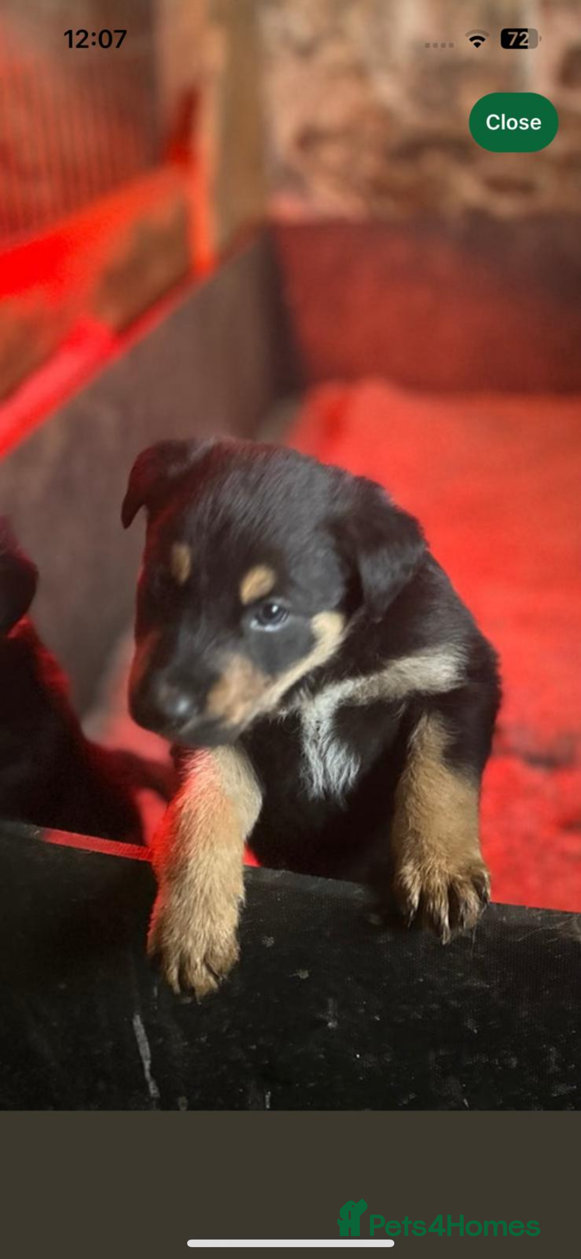 Mixed Breed dogs 1 male Collie x Huntaway pup for sale. - Advert 3
