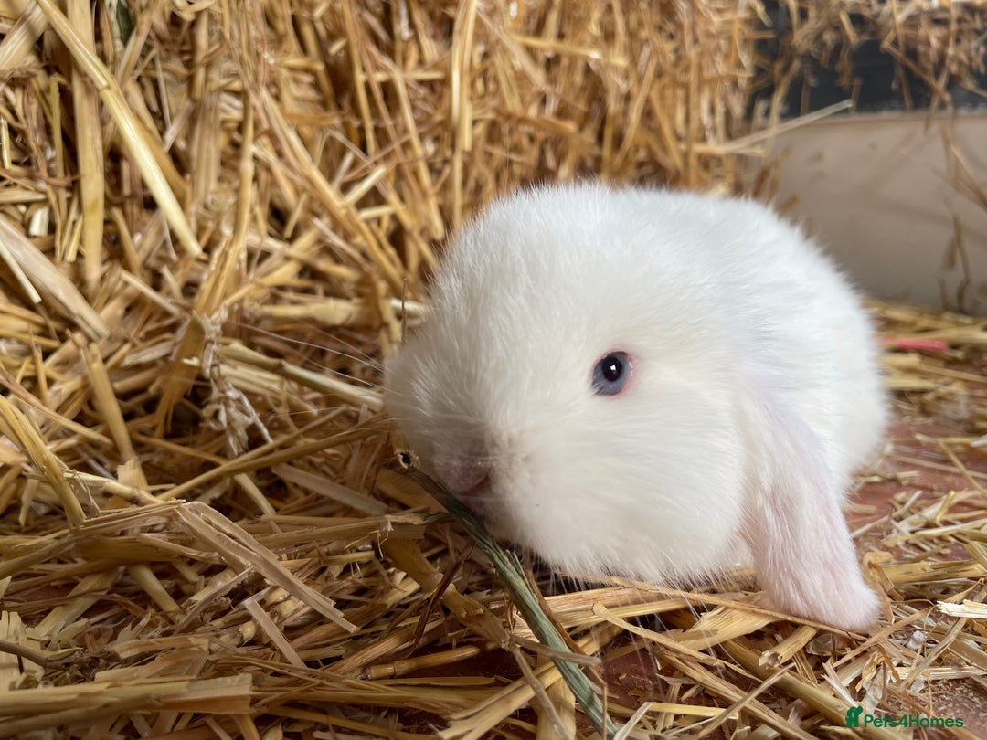 Mini Lop rabbits for sale: Mini lops ready to reserve  - Image 7