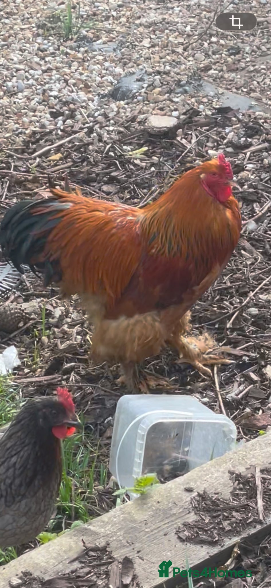 Chickens poultry Beautiful Brahma Rooster  - Advert 1