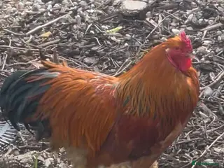Chickens poultry Beautiful Brahma Rooster - Advert 1