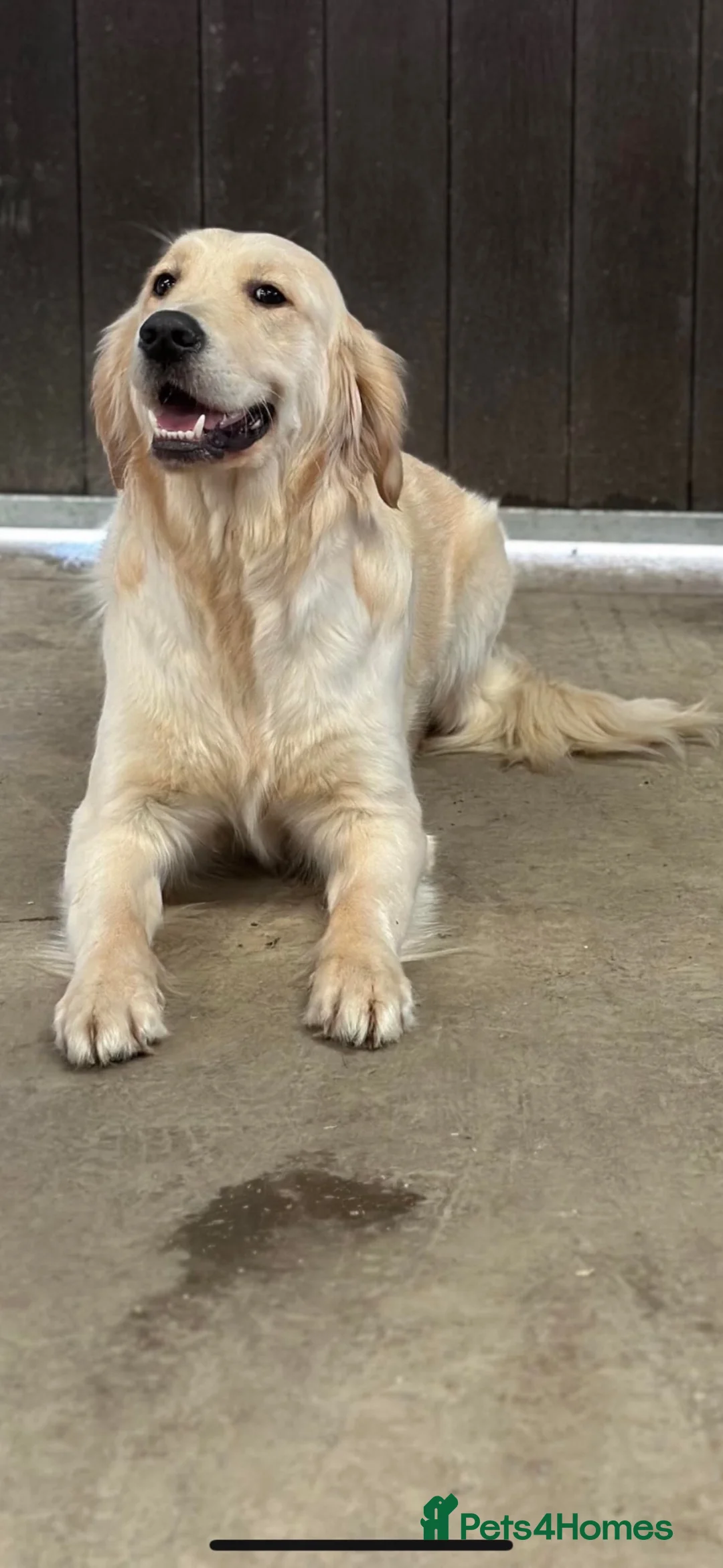Golden Retriever dogs for sale: Beautiful golden retriever babies  - Advert 11