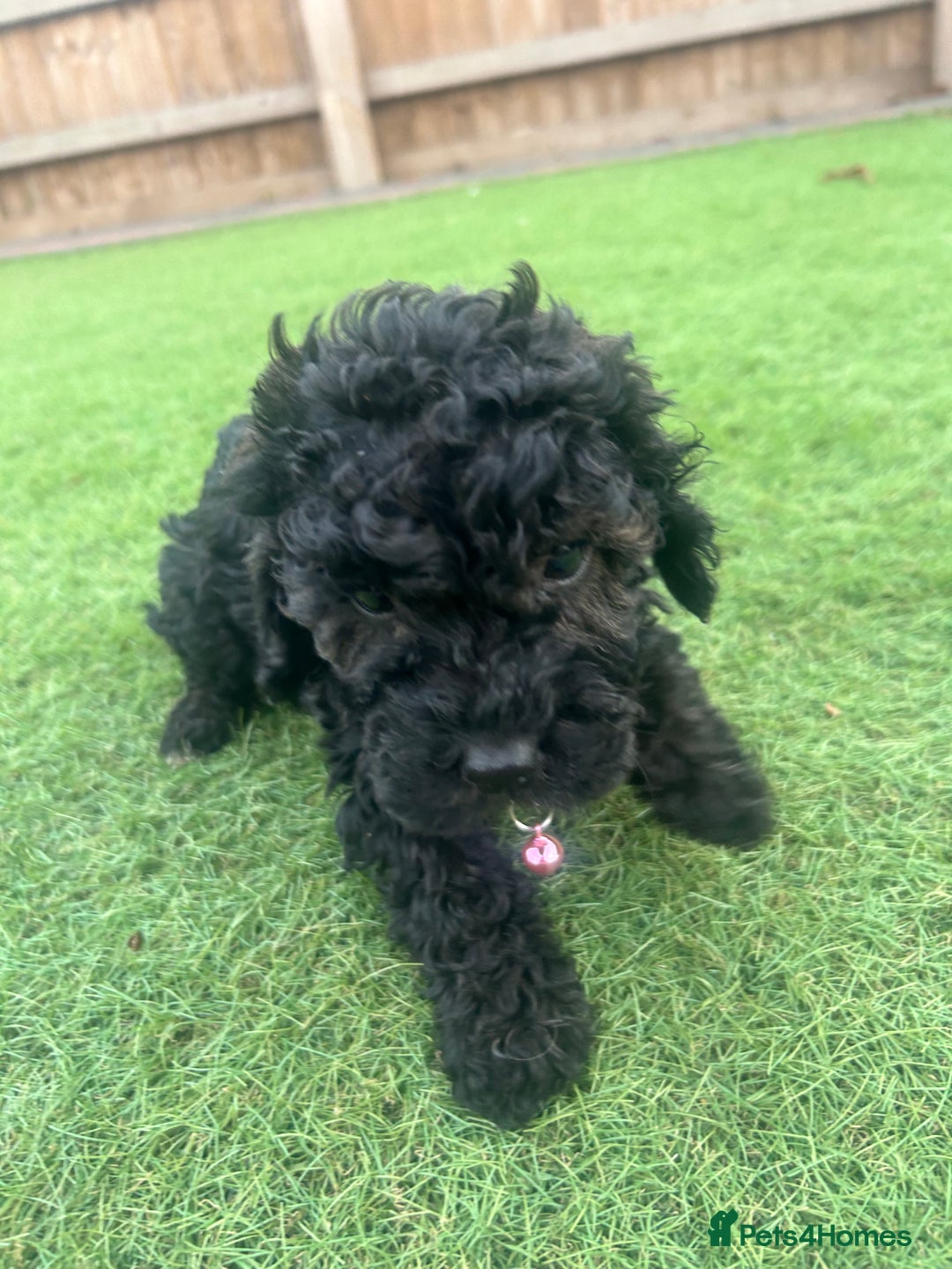 Cockapoo dogs for sale: F1B COCKERPOOS LOOKING FOR THERE FORVER HOME ❤️ - Image 8