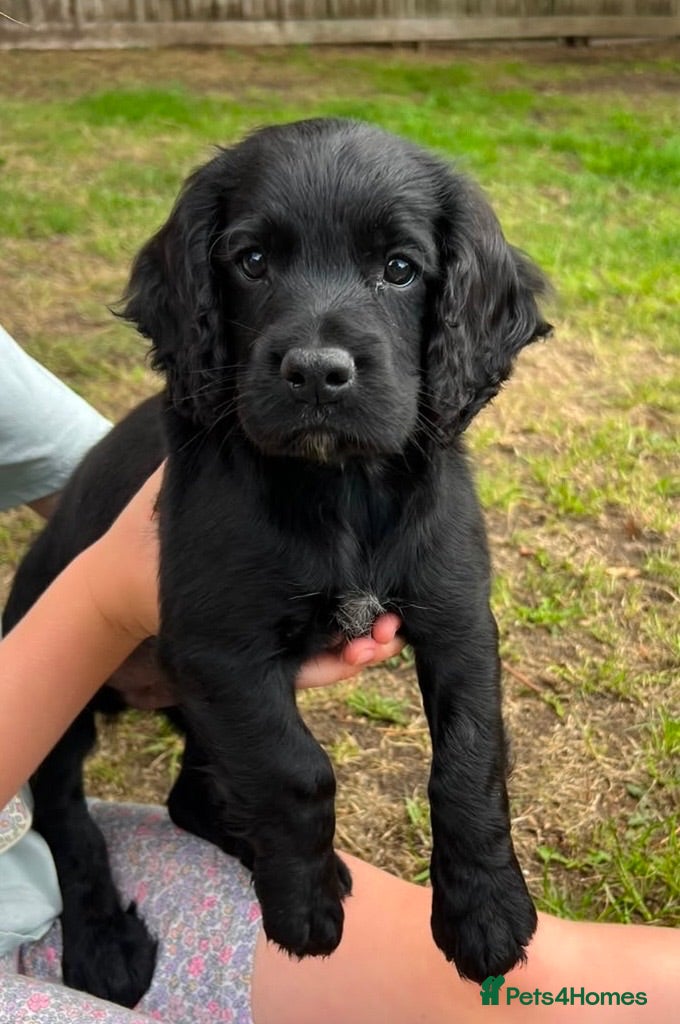 Cocker Spaniel dogs KC registered Working Cocker Spaniels - Advert 18