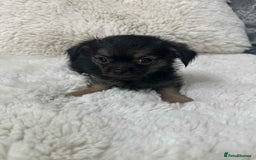 Chihuahua dogs for sale: chihuahua puppies - Image 4