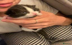 British Shorthair cats for sale: 2 beautiful kittens  - Image 9