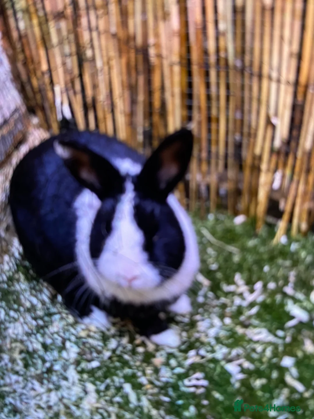 Mixed Breed rabbits for sale: Female black and white rabbit - Advert 1