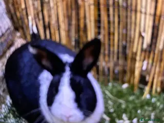 Mixed Breed rabbits Female black and white rabbit - Advert 4