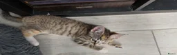 Mixed Breed cats for sale: 🐱 3 Beautiful Friendly Tabby Kittens in Milton Keynes - Advert 18
