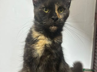 Maine Coon cats Main coon kittens - Advert 1