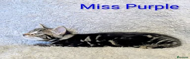 Miss Purple 