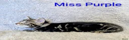 Bengal cats for sale: Snow Bengal Maine coon mixed moggies - Advert 5