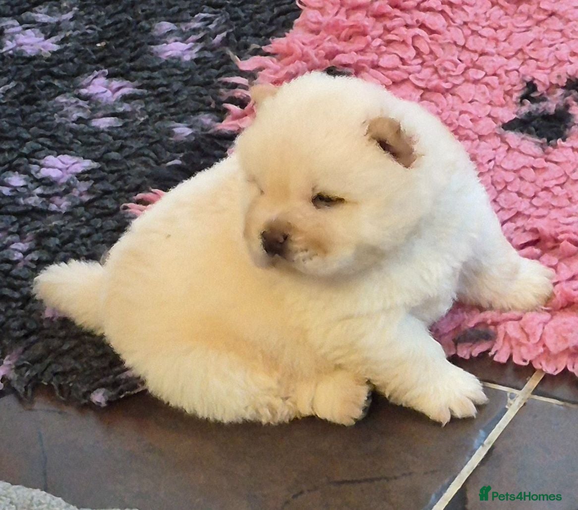 Chow Chow dogs Kc reg chow chow pups  - Advert 2