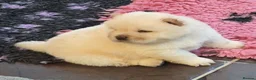 Chow Chow dogs for sale: Kc reg chow chow pups  - Advert 1