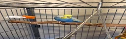 Budgerigars birds for sale: 2 Male Rainbow Budgies With Complete Set Up - Advert 3