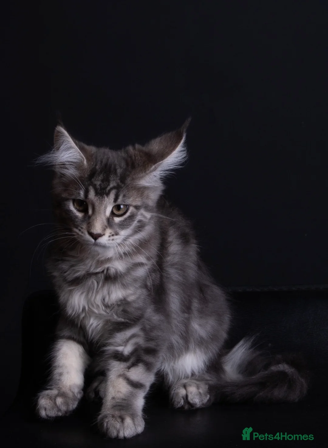 Maine Coon cats for sale: Maine coon kitten Juliet “juju” - Advert 2
