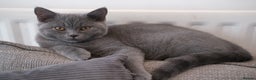 British Shorthair cats for sale: British short hair  - Advert 4